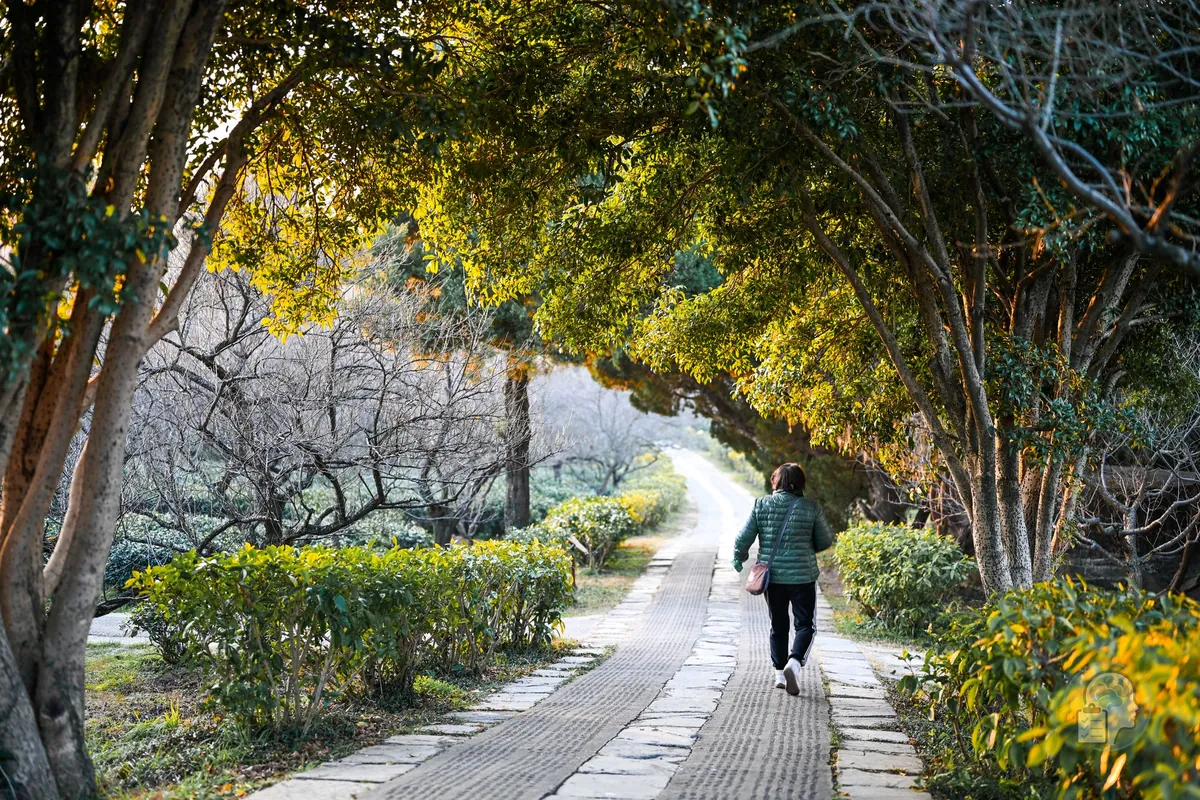 Persona paseando por un camino entre árboles, una de las formas más eficaces de recuperarse del estrés acumulado